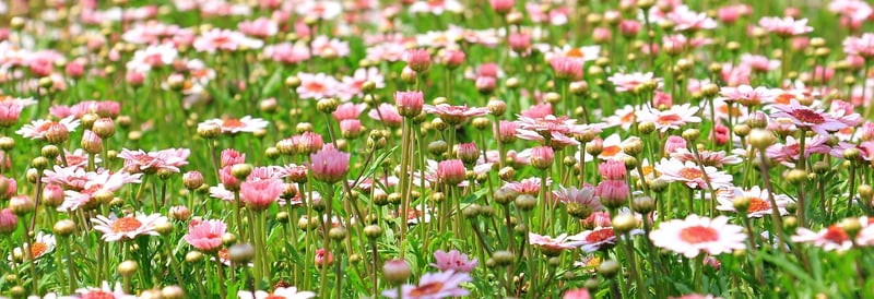 Summer Garden
